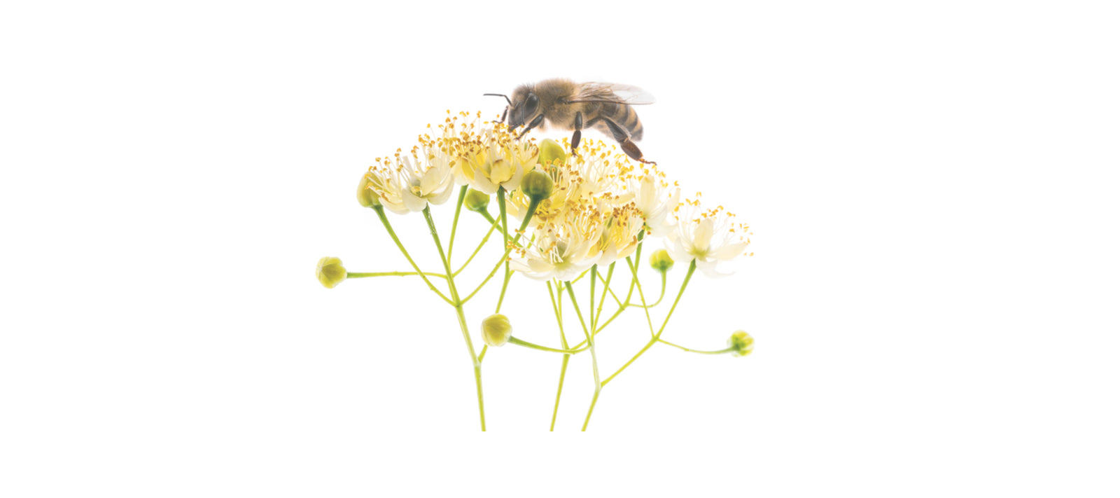 Teas and Bees